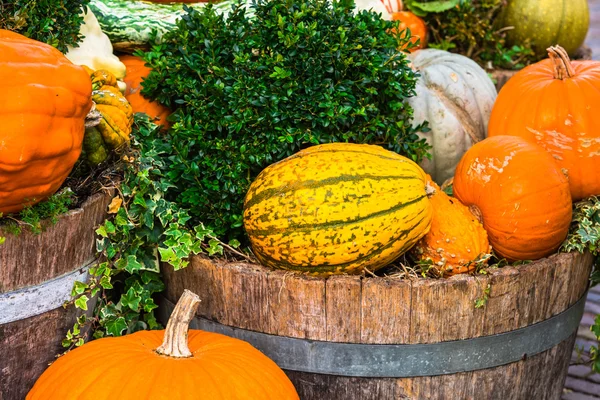 Abóboras laranja como uma decoração — Fotografia de Stock