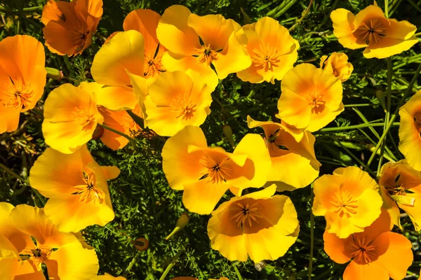 Orange poppies in meadow — Stock Photo, Image