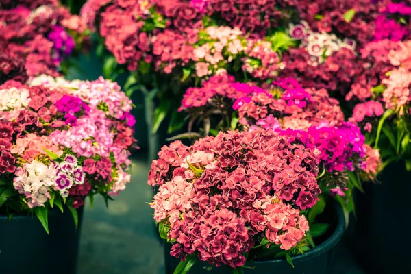 Güzel karanfil çiçek — Stok fotoğraf