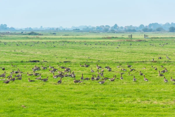 Flock of wild geese — Stock Photo, Image