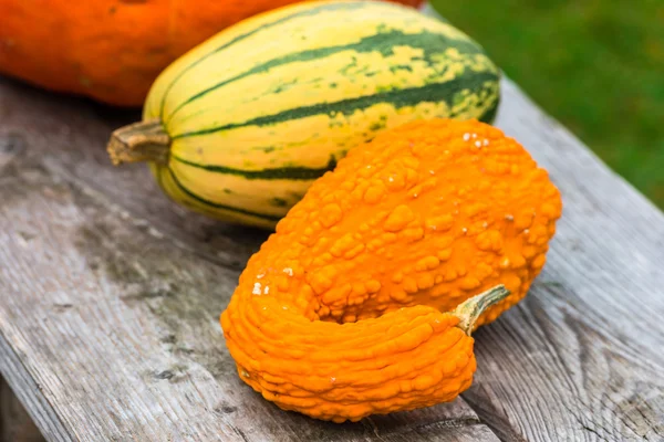 Colorful pumpkins on bench — Stock Photo, Image