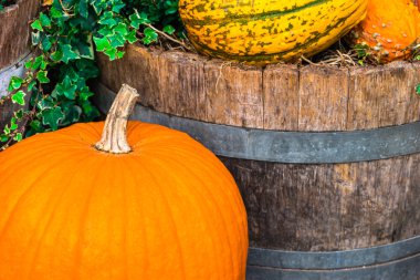 Dekorasyon olarak renkli kabaklar