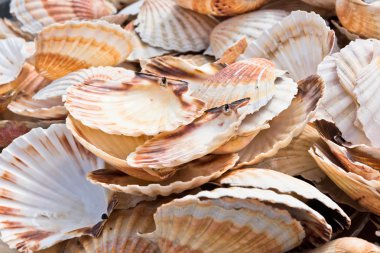 Yığın Midye kabukları