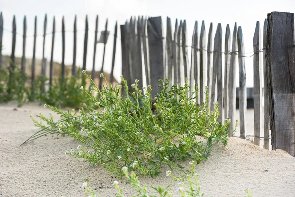 Valla de madera en la playa del Atlántico — Foto de Stock