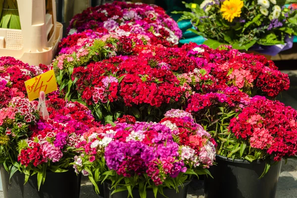 Schöne Nelkenblüten — Stockfoto