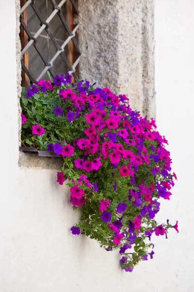Fenster mit bunten Blumen — Stockfoto