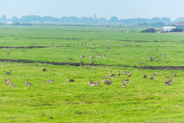 Wildgänse auf der Wiese — Stockfoto