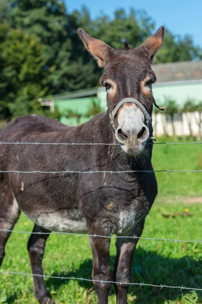 Brun donkey porträtt — Stockfoto
