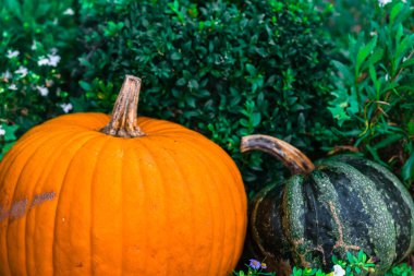 Bir dekorasyon olarak turuncu kabak. 