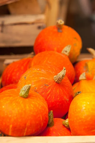 Orangene Kürbisse auf einem Markt. — Stockfoto