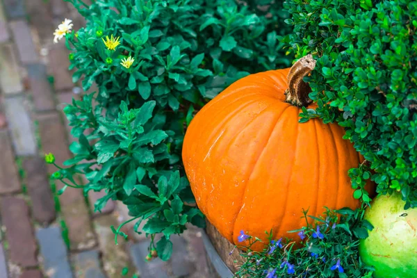 Citrouille orange comme décoration — Photo