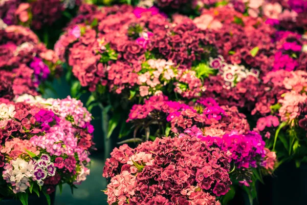 Flores de cravo em um mercado europeu — Fotografia de Stock