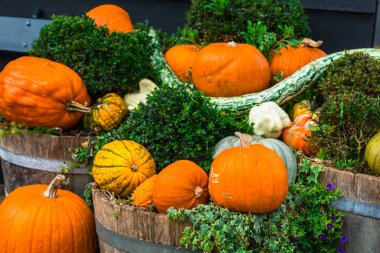 Bir dekorasyon olarak turuncu kabak
