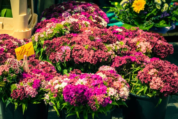 Lindas flores de cravo — Fotografia de Stock