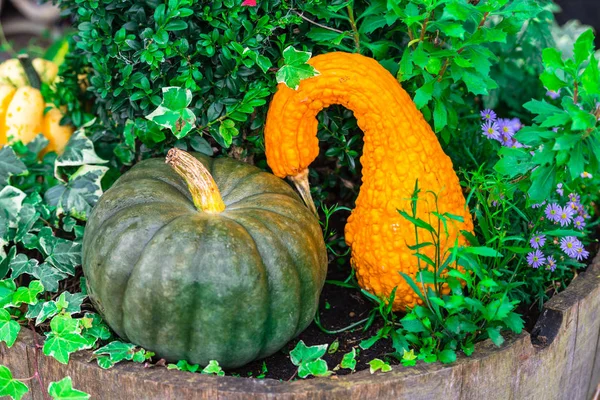 Grote versierde pompoenen — Stockfoto