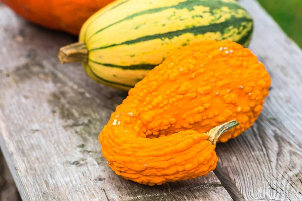 Big decorated pumpkins — Stock Photo, Image