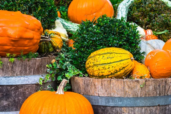 Grote versierde pompoenen — Stockfoto