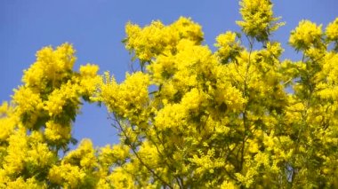 Sprin Mimoza ağacının sarı çiçek açan