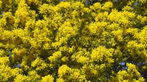Žlutý kvetoucí mimosa strom v protipo — Stock video
