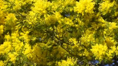 Sarı Mimoza ağacının baharda çiçek açan