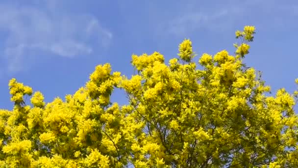 Gula blommande mimosa träd på våren. — Stockvideo