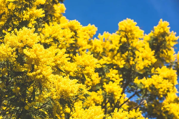 黄在春天盛开的合欢树 — 图库照片