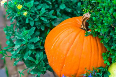 Bir dekorasyon olarak turuncu kabak