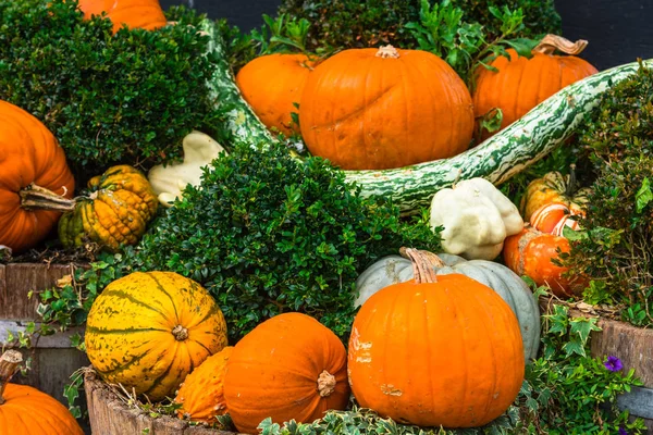 Oranje pompoenen als decoratie — Stockfoto