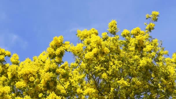 Gula blommande mimosa träd på våren — Stockvideo