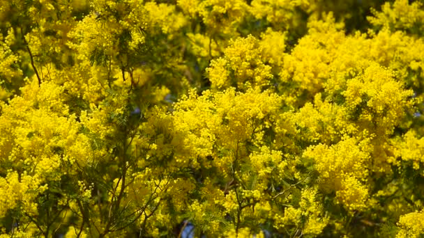 Floración amarilla del árbol mimosa en primavera — Vídeos de Stock