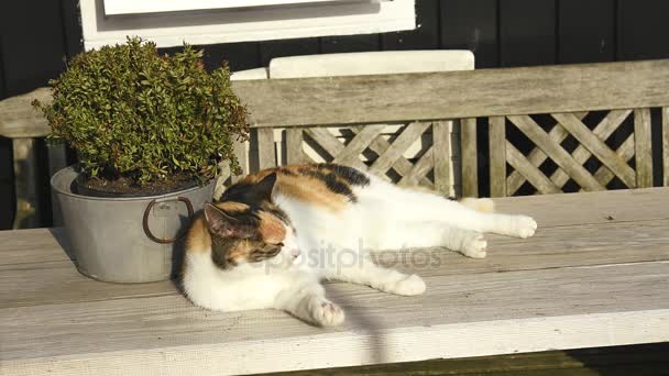 Schattige kat wassen op Bank — Stockvideo