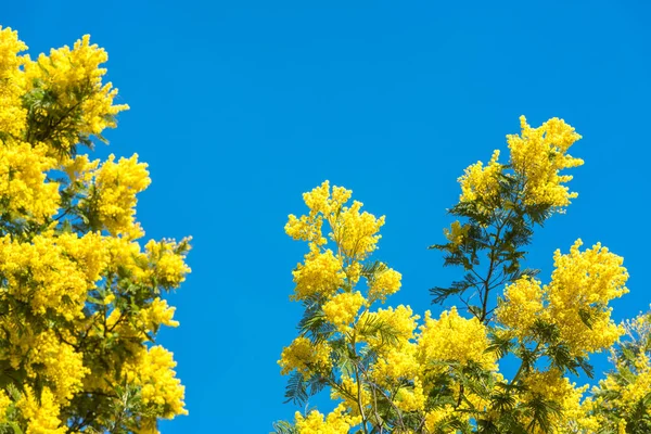 Gele bloei van mimosa boom — Stockfoto