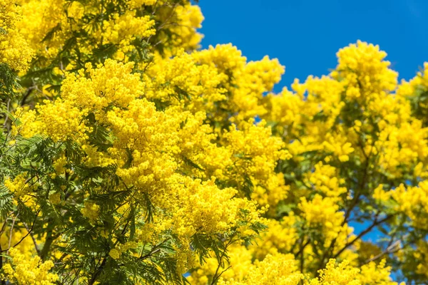 Floração amarela da árvore mimosa na primavera — Fotografia de Stock