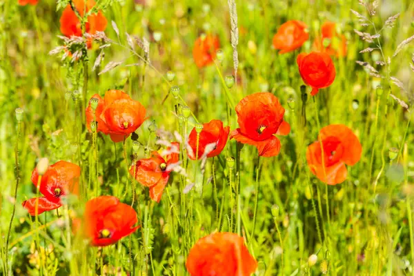 Amapolas rojas en un prado de verano — Foto de Stock