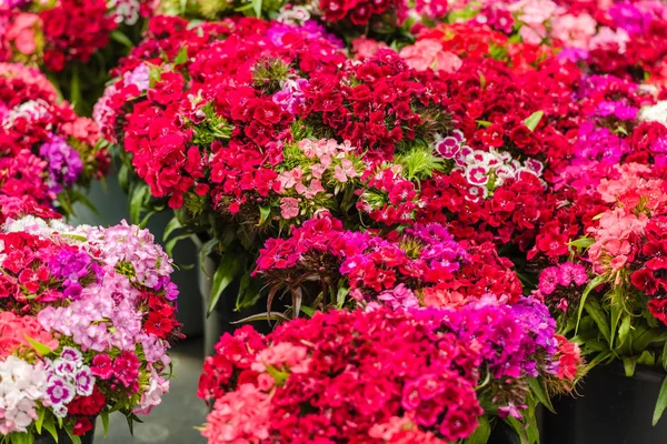 Lindas flores de cravo — Fotografia de Stock