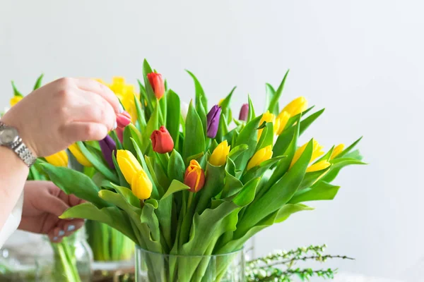 Frau arrangiert bunte Tulpen — Stockfoto