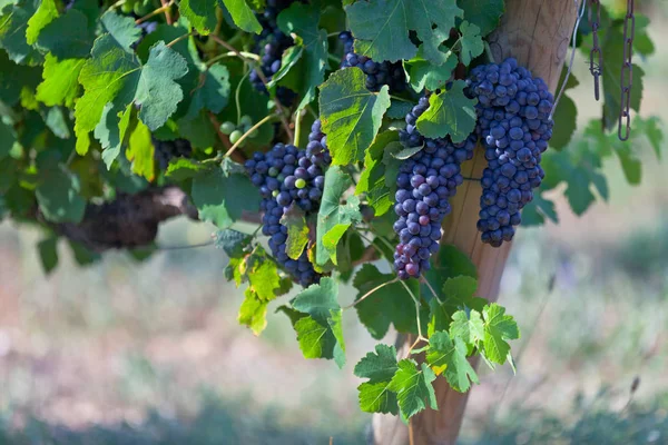 Rijpe druiven op tak — Stockfoto