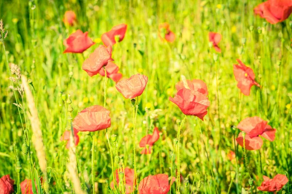 Rote Mohnblumen auf einer Sommerwiese — Stockfoto