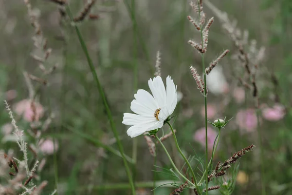 Vita blommor på en äng — Stockfoto