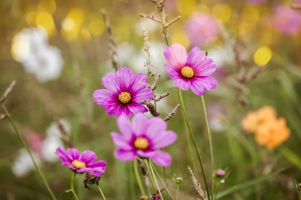 Květy na louce — Stock fotografie