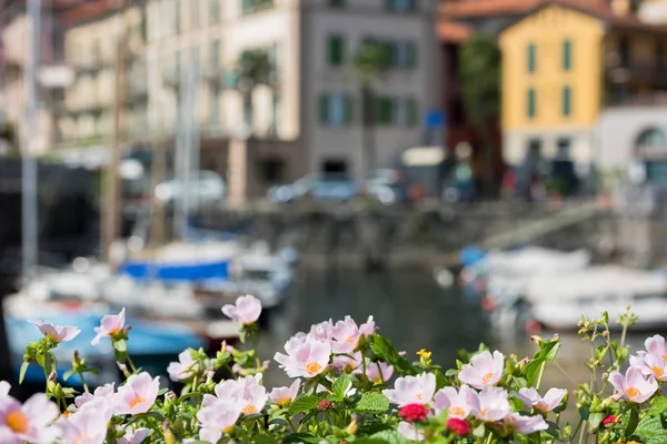 Kwiatów przez jezioro Como — Zdjęcie stockowe