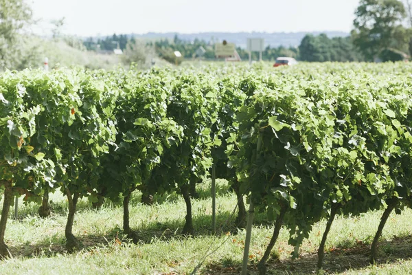 Wijngaard veld in de Zuid-Frankrijk — Stockfoto