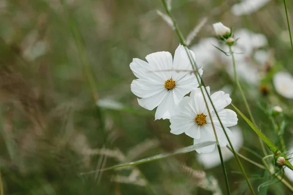 White beautiful wildflowers — Stock Photo, Image