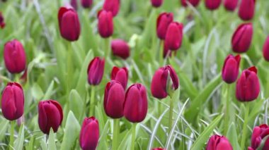 flowerbed üzerinde Kızıl laleler 