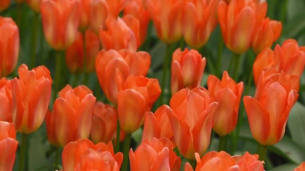 Oranžové tulipány na záhonu — Stock video