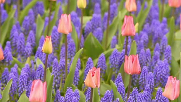 Roze tulpen op flowerbed — Stockvideo