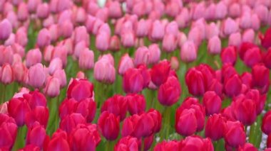 koyu kırmızı ve Pembe Lale flowerbed üzerinde 