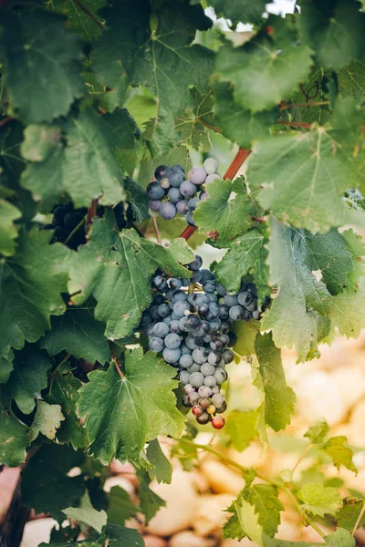 Uvas maduras no ramo — Fotografia de Stock