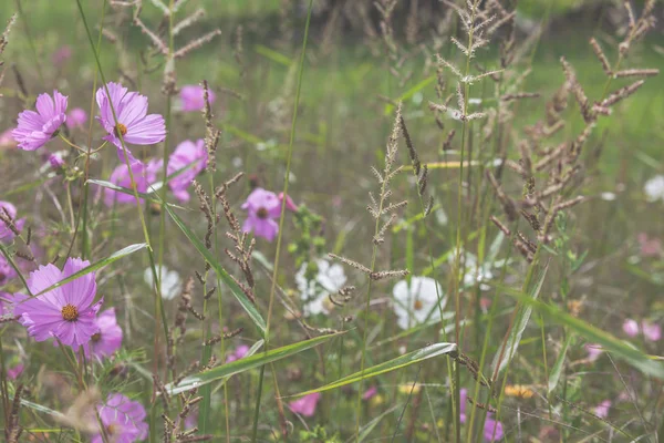Bellissimi fiori di campo lilla — Foto Stock