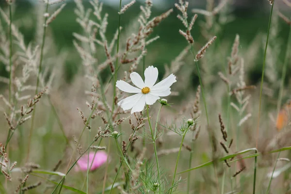 Vackra vita wildflower — Stockfoto